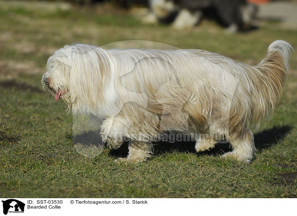 Bearded Collie / SST-03530