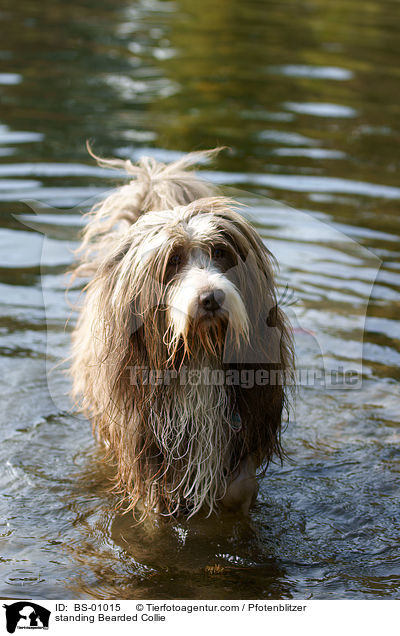 standing Bearded Collie / BS-01015