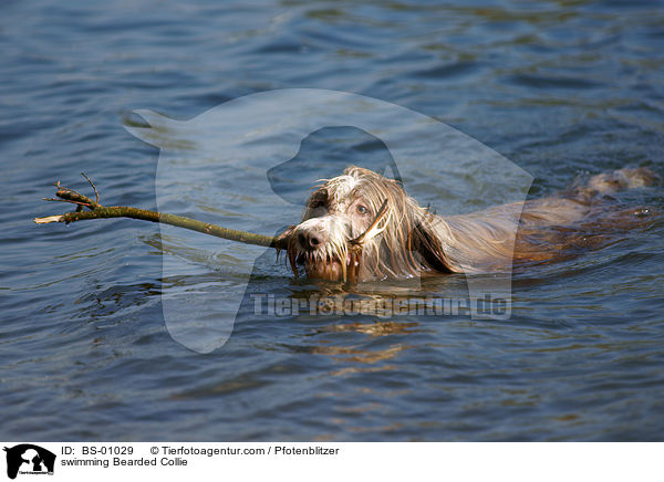 schwimmender Bearded Collie / swimming Bearded Collie / BS-01029