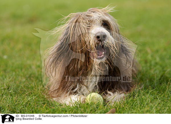 liegender Bearded Collie / lying Bearded Collie / BS-01046