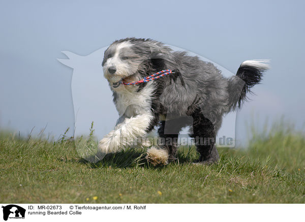 rennender Bearded Collie / running Bearded Collie / MR-02673