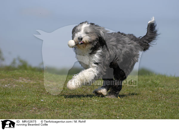 rennender Bearded Collie / running Bearded Collie / MR-02675