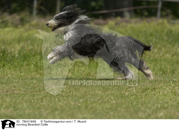 running Bearded Collie / TM-01898