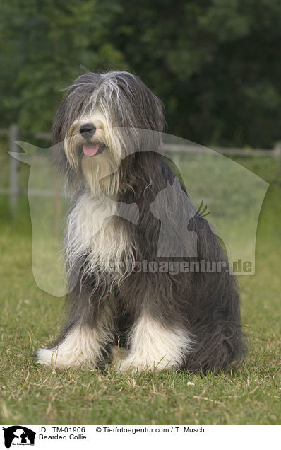 Bearded Collie / Bearded Collie / TM-01906