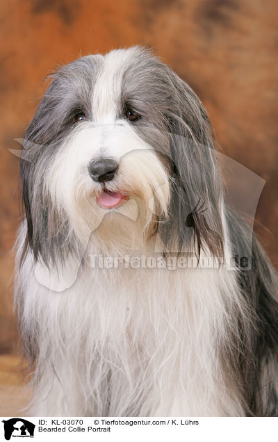 Bearded Collie Portrait / Bearded Collie Portrait / KL-03070