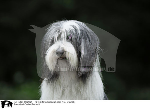 Bearded Collie Portrait / SST-06252