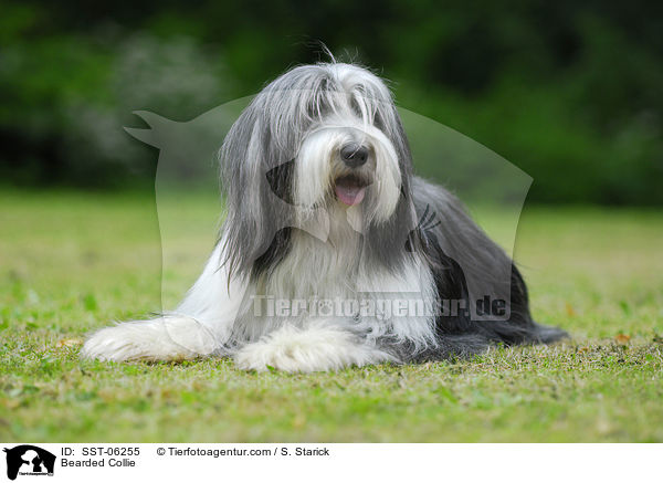 Bearded Collie / SST-06255