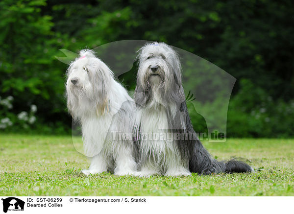 Bearded Collies / Bearded Collies / SST-06259