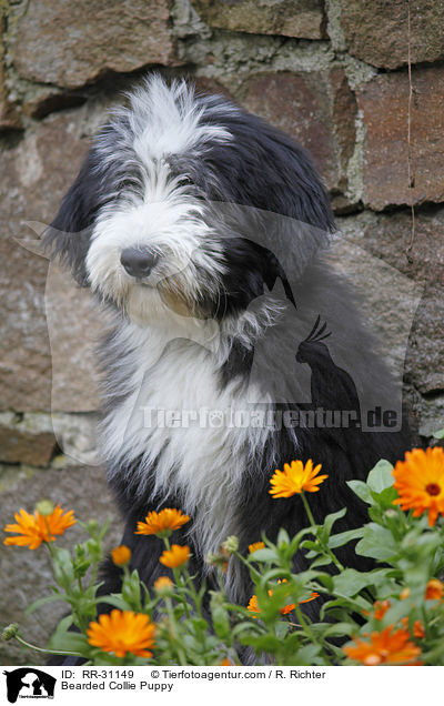 Bearded Collie Welpe / Bearded Collie Puppy / RR-31149