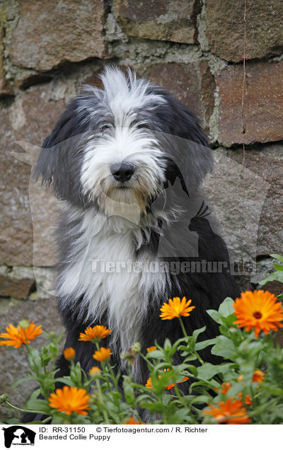 Bearded Collie Puppy / RR-31150