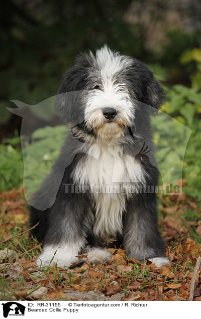 Bearded Collie Welpe / Bearded Collie Puppy / RR-31155