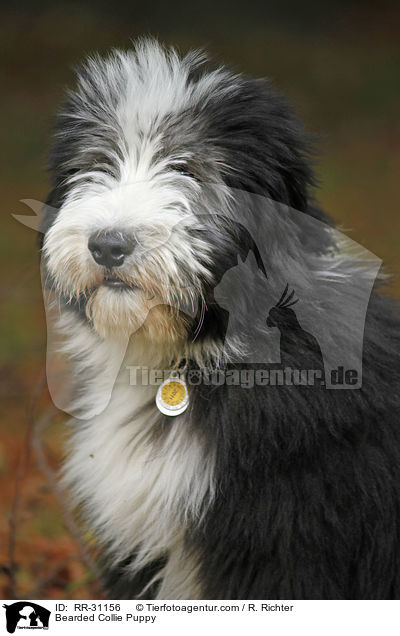 Bearded Collie Puppy / RR-31156