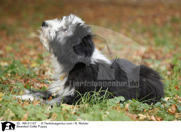Bearded Collie Puppy / RR-31157