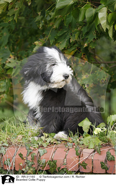 Bearded Collie Welpe / Bearded Collie Puppy / RR-31160