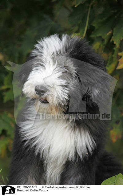 Bearded Collie Puppy / RR-31163