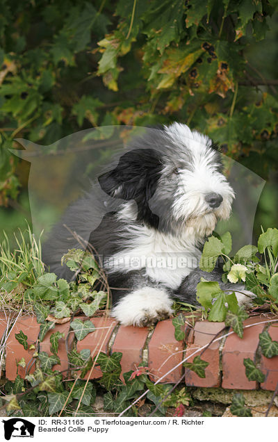 Bearded Collie Puppy / RR-31165