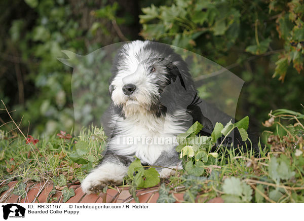 Bearded Collie Puppy / RR-31167