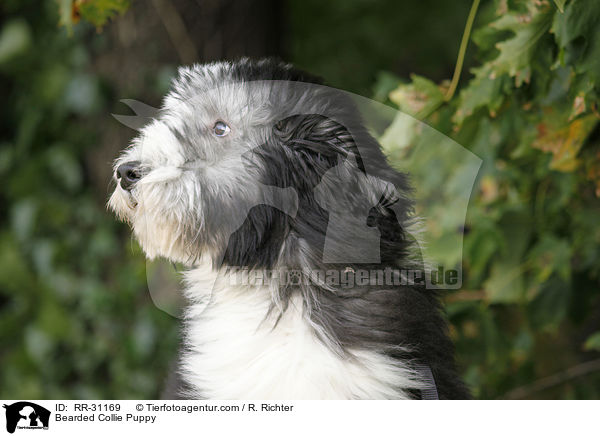 Bearded Collie Puppy / RR-31169