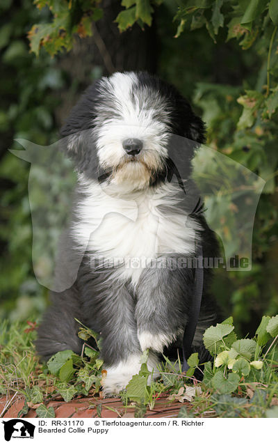 Bearded Collie Puppy / RR-31170