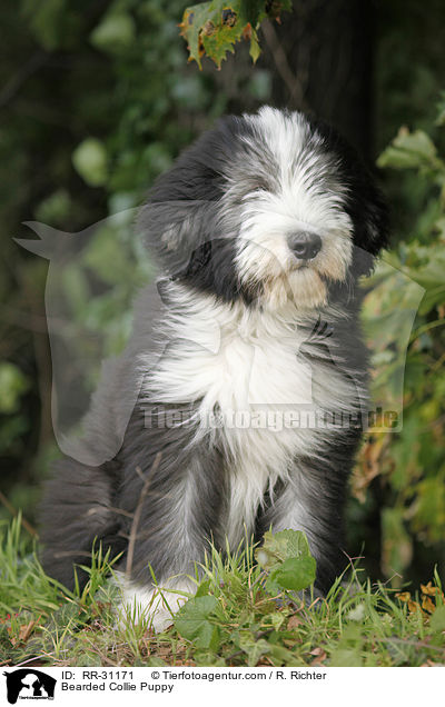 Bearded Collie Puppy / RR-31171