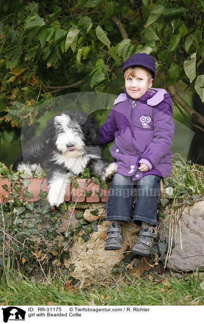 girl with Bearded Collie / RR-31175