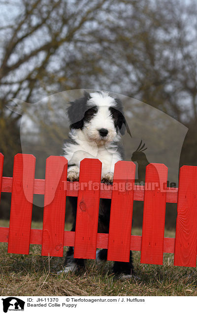 Bearded Collie Welpe / Bearded Collie Puppy / JH-11370