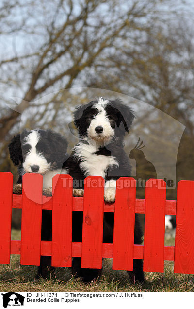 Bearded Collie Puppies / JH-11371