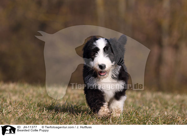 Bearded Collie Puppy / JH-11377