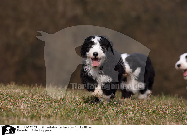 Bearded Collie Welpen / Bearded Collie Puppies / JH-11379