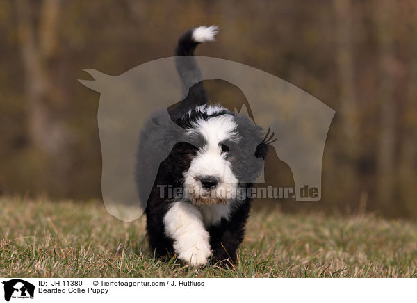 Bearded Collie Welpe / Bearded Collie Puppy / JH-11380