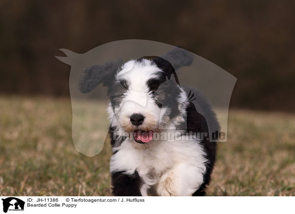 Bearded Collie Welpe / Bearded Collie Puppy / JH-11386