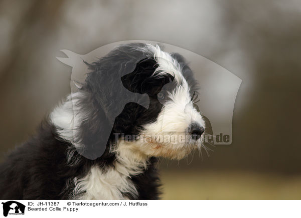 Bearded Collie Puppy / JH-11387