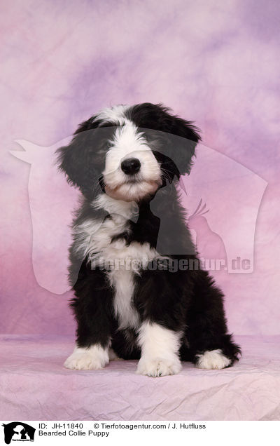 Bearded Collie Welpe / Bearded Collie Puppy / JH-11840