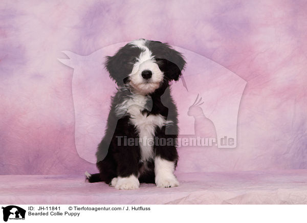 Bearded Collie Welpe / Bearded Collie Puppy / JH-11841