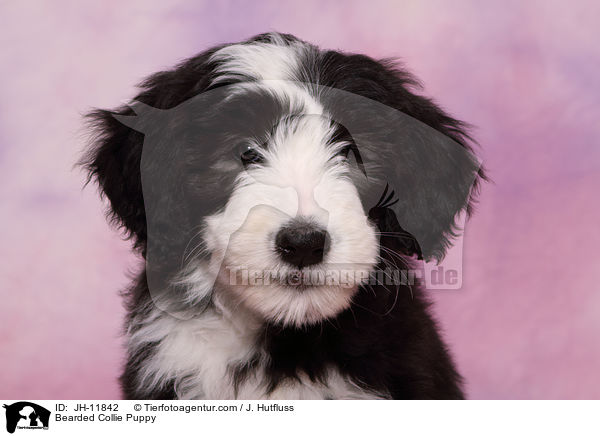 Bearded Collie Welpe / Bearded Collie Puppy / JH-11842