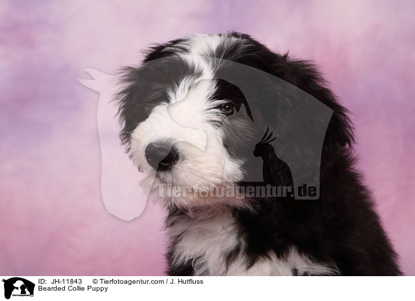 Bearded Collie Welpe / Bearded Collie Puppy / JH-11843