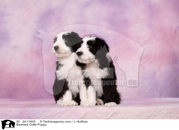 Bearded Collie Welpe / Bearded Collie Puppy / JH-11845