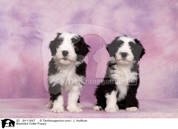 Bearded Collie Welpe / Bearded Collie Puppy / JH-11847