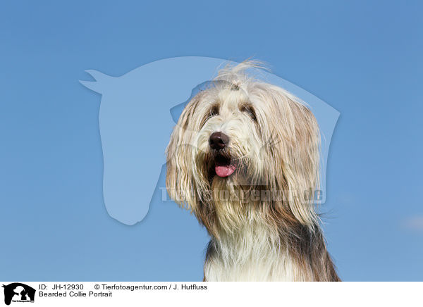 Bearded Collie Portrait / JH-12930