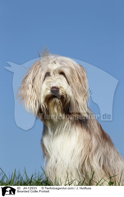 Bearded Collie Portrait / JH-12933