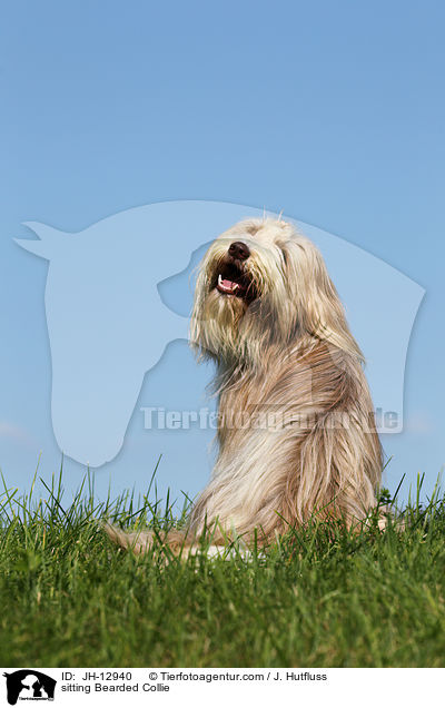 sitting Bearded Collie / JH-12940