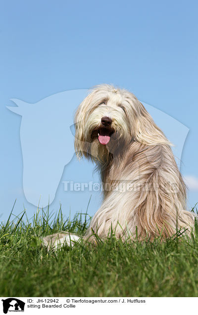 sitting Bearded Collie / JH-12942