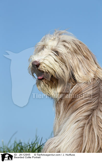 Bearded Collie Portrait / Bearded Collie Portrait / JH-12945