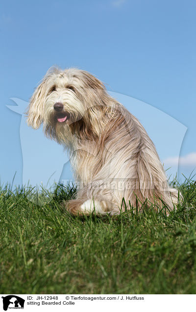 sitzender Bearded Collie / sitting Bearded Collie / JH-12948