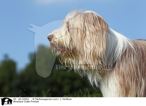 Bearded Collie Portrait / JH-12953