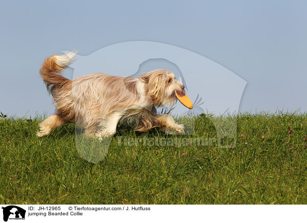 springender Bearded Collie / jumping Bearded Collie / JH-12965