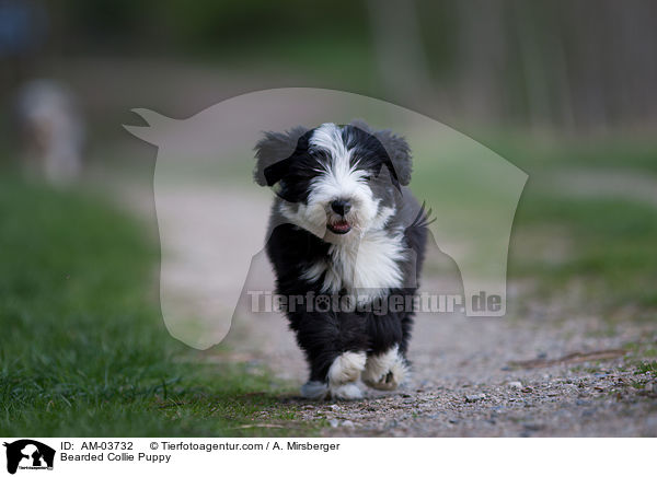 Bearded Collie Welpe / Bearded Collie Puppy / AM-03732