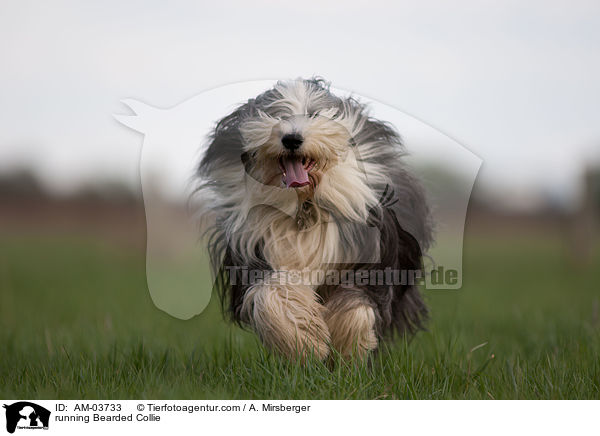 rennender Bearded Collie / running Bearded Collie / AM-03733