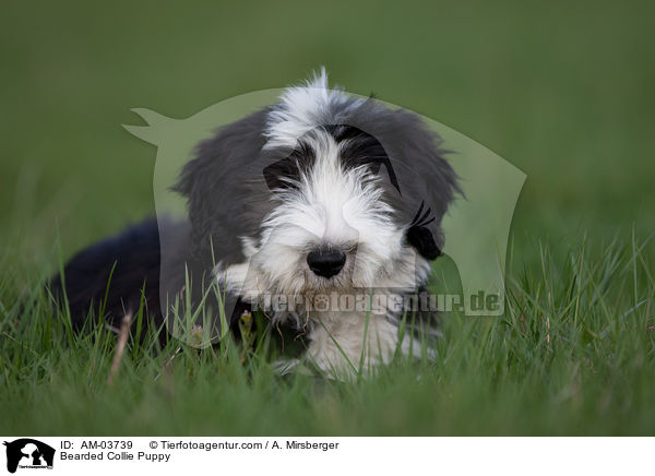 Bearded Collie Welpe / Bearded Collie Puppy / AM-03739