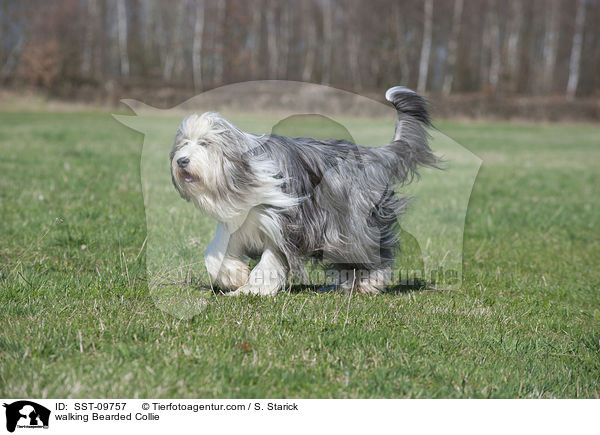 laufender Bearded Collie / walking Bearded Collie / SST-09757